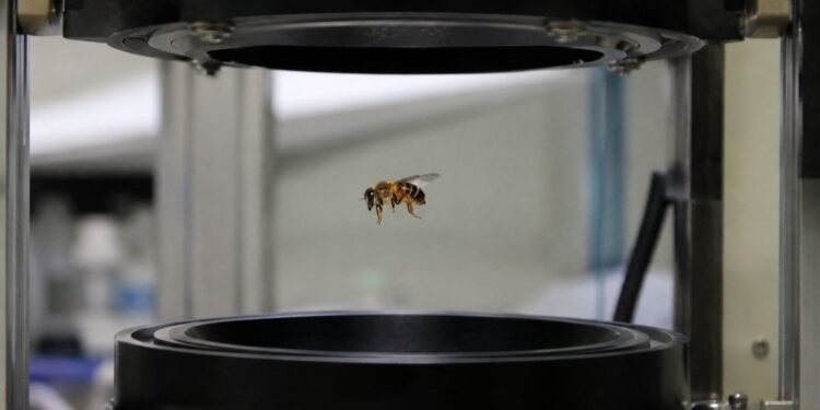 Atrapan moscas y abejas sin tocarlas; así funciona la sorprendente trampa acústica de la UNAM