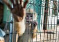 ¿Comprar un animal por Facebook puede ser un delito? Profepa responde