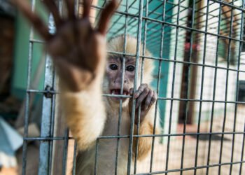 ¿Comprar un animal por Facebook puede ser un delito? Profepa responde