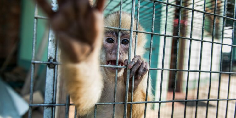 ¿Comprar un animal por Facebook puede ser un delito? Profepa responde