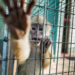 ¿Comprar un animal por Facebook puede ser un delito? Profepa responde