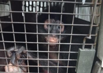 ¡De vuelta a la selva! Liberan 17 monos rescatados en Palenque tras meses de rehabilitación