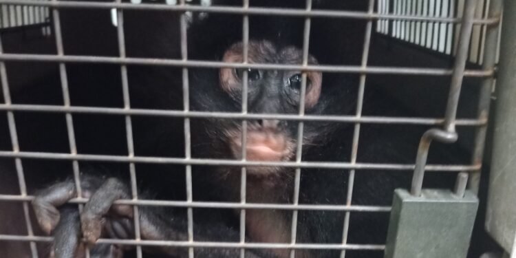 ¡De vuelta a la selva! Liberan 17 monos rescatados en Palenque tras meses de rehabilitación
