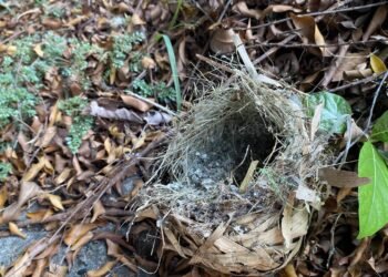 ¿Qué hacer si encuentras un polluelo? Aumentan rescates de aves tras las lluvias