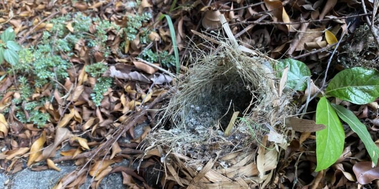 ¿Qué hacer si encuentras un polluelo? Aumentan rescates de aves tras las lluvias
