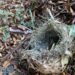 ¿Qué hacer si encuentras un polluelo? Aumentan rescates de aves tras las lluvias