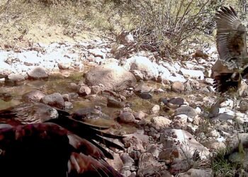 Video capta una escena casi imposible en México; un Águila Real sorprende con su forma de cazar