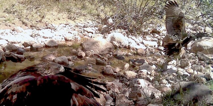 Video capta una escena casi imposible en México; un Águila Real sorprende con su forma de cazar