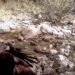 Video capta una escena casi imposible en México; un Águila Real sorprende con su forma de cazar