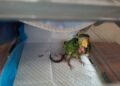 ¡Le dieron atole hirviendo y casi lo matan! Burbuja lucha por su vida tras dos cirugías