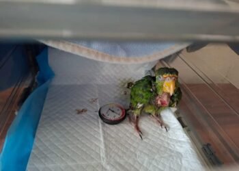 ¡Le dieron atole hirviendo y casi lo matan! Burbuja lucha por su vida tras dos cirugías