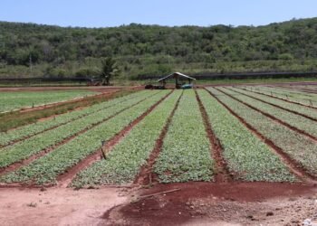 ¿Cuántas hectáreas resultaron afectadas por las lluvias? Gobierno evalúa daños