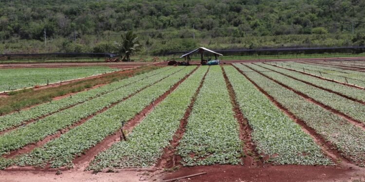¿Cuántas hectáreas resultaron afectadas por las lluvias? Gobierno evalúa daños