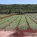 ¿Cuántas hectáreas resultaron afectadas por las lluvias? Gobierno evalúa daños