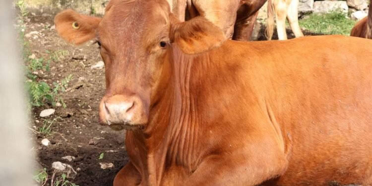 Yucatán descarta crisis ganadera pese a más de 2 mil casos de gusano barrenador