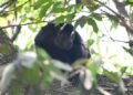 Así fue el regreso de 17 primates a la selva de Palenque