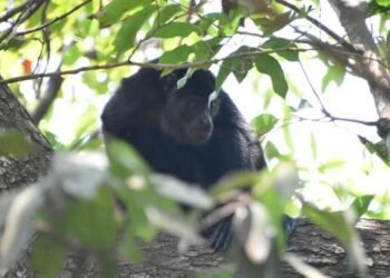 Así fue el regreso de 17 primates a la selva de Palenque