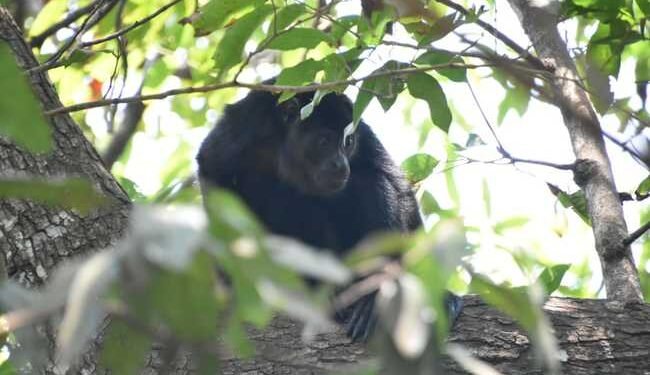 Así fue el regreso de 17 primates a la selva de Palenque