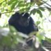 Así fue el regreso de 17 primates a la selva de Palenque