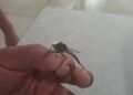 ¿Son peligrosos? Esto debes saber sobre los “mosquitos gigantes”