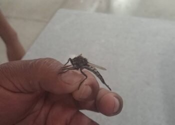 ¿Son peligrosos? Esto debes saber sobre los “mosquitos gigantes”