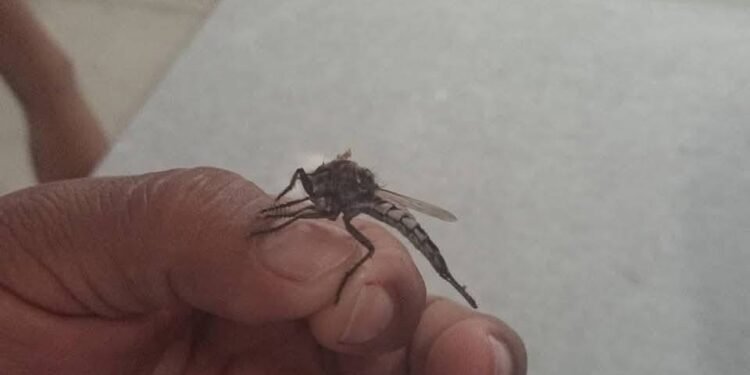 ¿Son peligrosos? Esto debes saber sobre los “mosquitos gigantes”