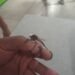 ¿Son peligrosos? Esto debes saber sobre los “mosquitos gigantes”