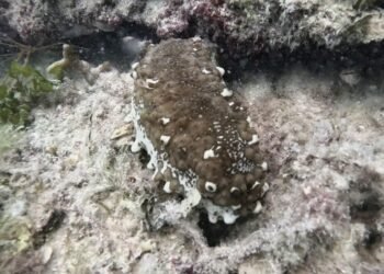 Esta especie que parecía desaparecer vuelve a dar esperanza en Celestún