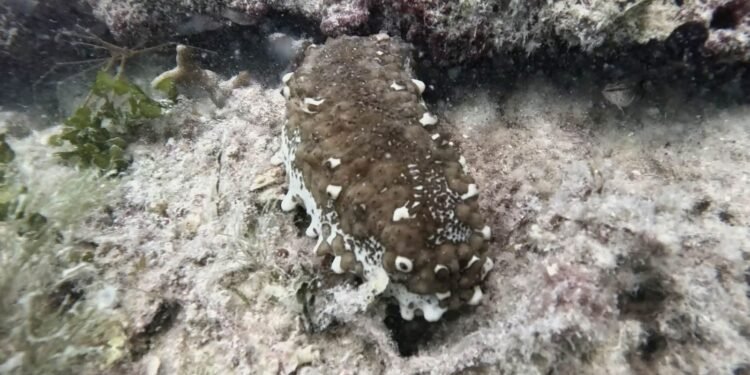 Esta especie que parecía desaparecer vuelve a dar esperanza en Celestún