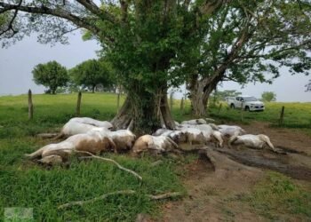 Un rayo mató a 14 vacas en Chiapas. Esto es lo que se sabe