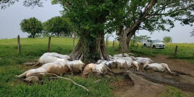 Un rayo mató a 14 vacas en Chiapas. Esto es lo que se sabe