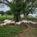 Un rayo mató a 14 vacas en Chiapas. Esto es lo que se sabe