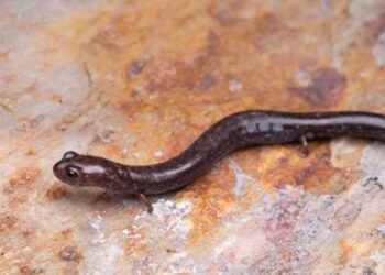 Ocultas entre la niebla: así descubrieron tres nuevas salamandras en la Sierra Mazateca