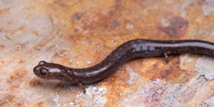 Ocultas entre la niebla: así descubrieron tres nuevas salamandras en la Sierra Mazateca