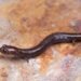 Ocultas entre la niebla: así descubrieron tres nuevas salamandras en la Sierra Mazateca