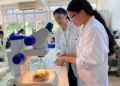 ¿El sargazo podría terminar en cosméticos o alimentos? Sí. Así es cómo buscan hacerlo