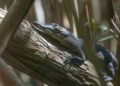Profepa endurece el llamado para proteger cocodrilos; recuerda que dañarlos es un delito federal