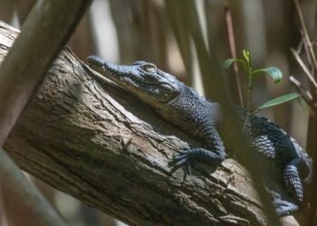 Profepa endurece el llamado para proteger cocodrilos; recuerda que dañarlos es un delito federal