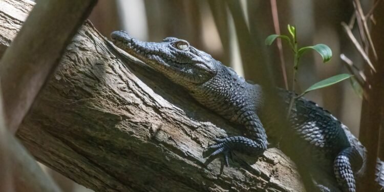 Profepa endurece el llamado para proteger cocodrilos; recuerda que dañarlos es un delito federal