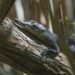 Profepa endurece el llamado para proteger cocodrilos; recuerda que dañarlos es un delito federal