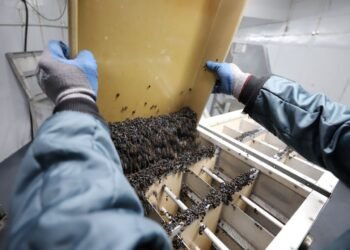 Gobierno insiste en instalar laboratorio para frenar al gusano barrenador en el estado