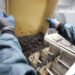 Gobierno insiste en instalar laboratorio para frenar al gusano barrenador en el estado