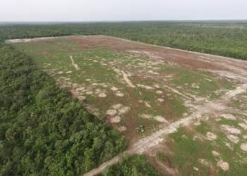 Semarnat endurece vigilancia por daños ambientales de monocultivos en Yucatán