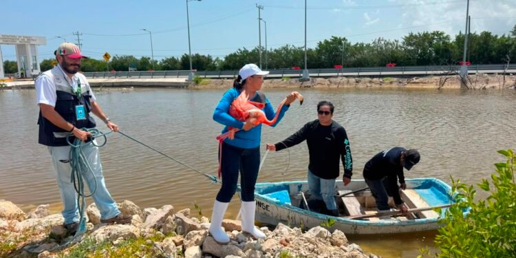 ¿Qué pasó con el flamenco herido en Progreso? Ya recibe atención veterinaria