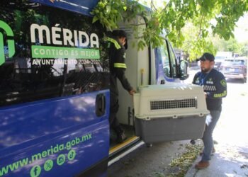 ¿Qué hace Mérida contra el maltrato animal? Atienden más de mil 300 denuncias