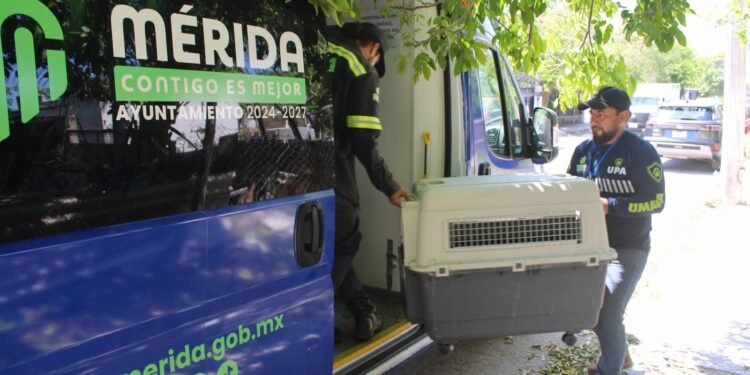 ¿Qué hace Mérida contra el maltrato animal? Atienden más de mil 300 denuncias