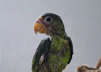 Burbuja sobrevivió: la lorita rescatada inicia una nueva etapa de recuperación