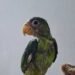 Burbuja sobrevivió: la lorita rescatada inicia una nueva etapa de recuperación