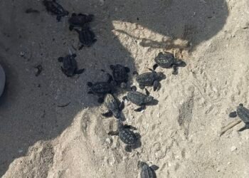 Operativo en Progreso salva a 79 crías de tortuga carey y les abre paso hacia el mar