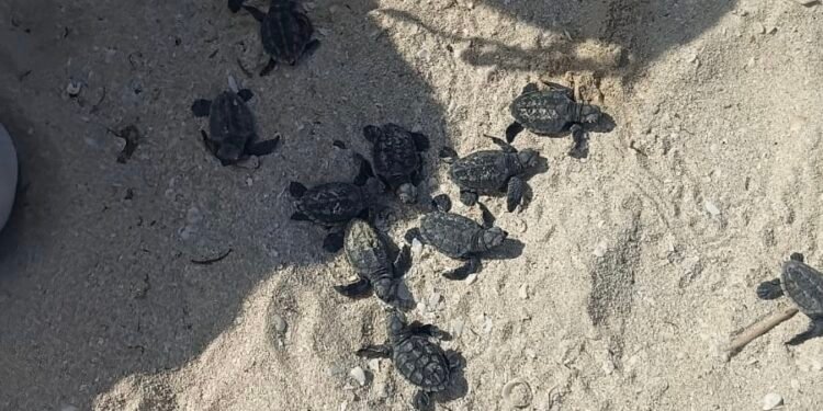 Operativo en Progreso salva a 79 crías de tortuga carey y les abre paso hacia el mar